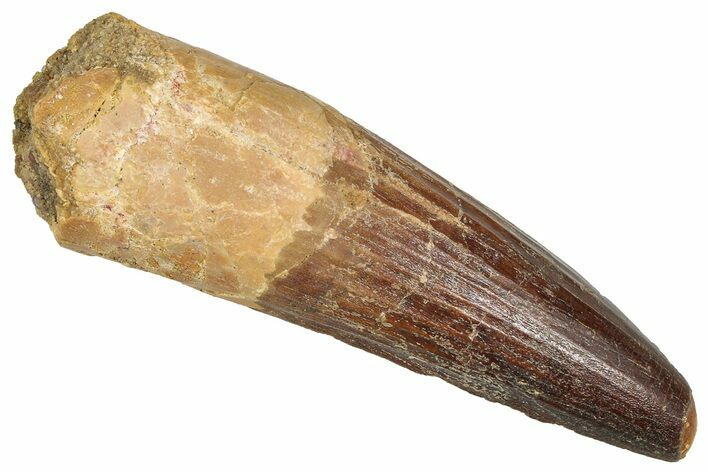 Fossil Spinosaurus Tooth - Real Dinosaur Tooth #373916